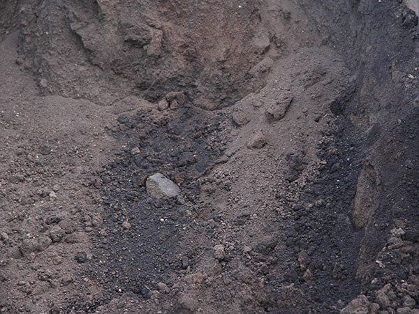 Cow Manure